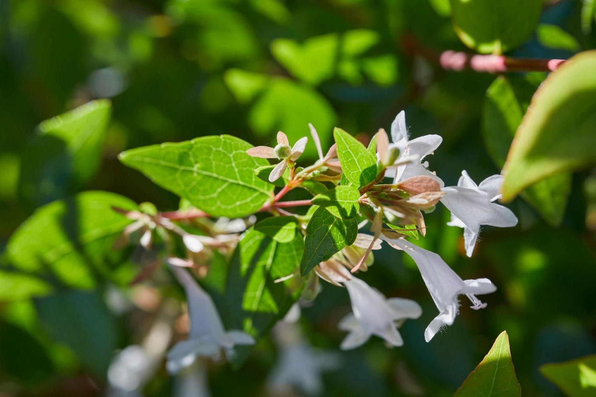 Mandarin Oriental, Santiago Hotel Екстериор снимка Flowering honeysuckle